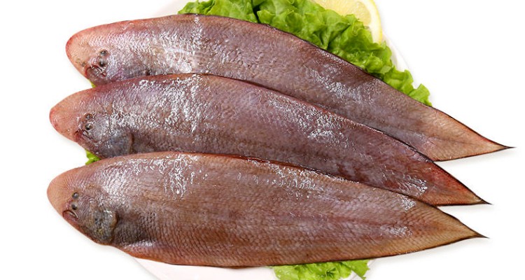 海捕冻比目鱼（舌鳎鱼）300-400/条