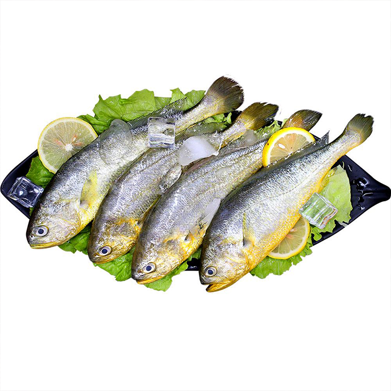 海捕冻黄菇鱼规格600-800/条